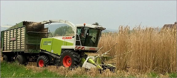 Miscanthus